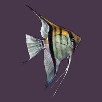 Angelfish Heavyweight Hoodie | Teevron