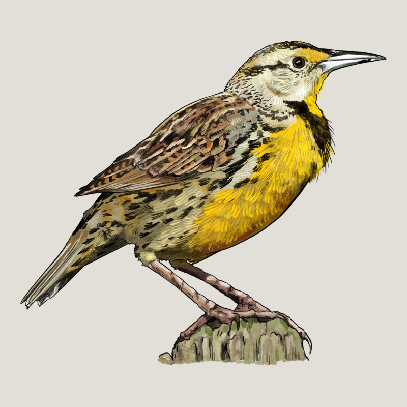 Western Meadowlark Heavy Core Tee by LillyAllenDesigns | Teevron