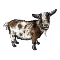 Nigerian Dwarf Goat | Teevron
