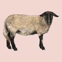 Suffolk Sheep Premium Sweatshirt | Teevron
