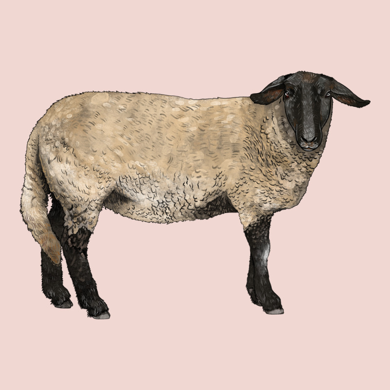Suffolk Sheep Premium Sweatshirt by LillyAllenDesigns | Teevron