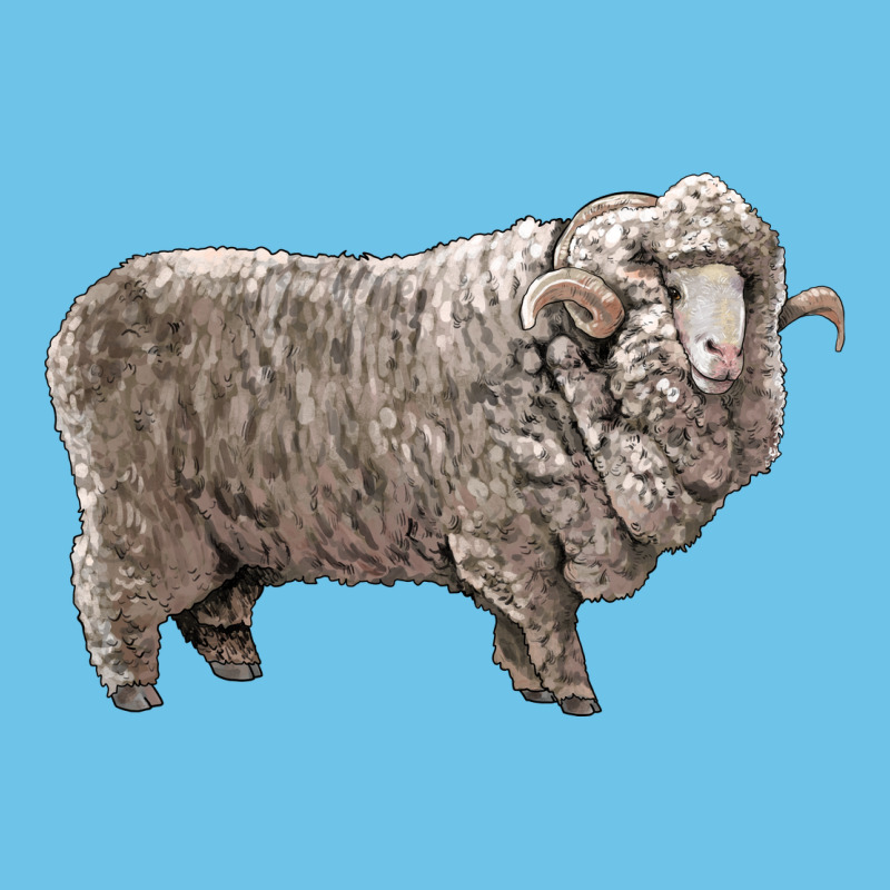 Rambouillet Sheep Premium Sweatshirt by LillyAllenDesigns | Teevron