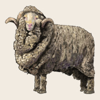 Merino Wool Sheep Premium Sweatshirt | Teevron