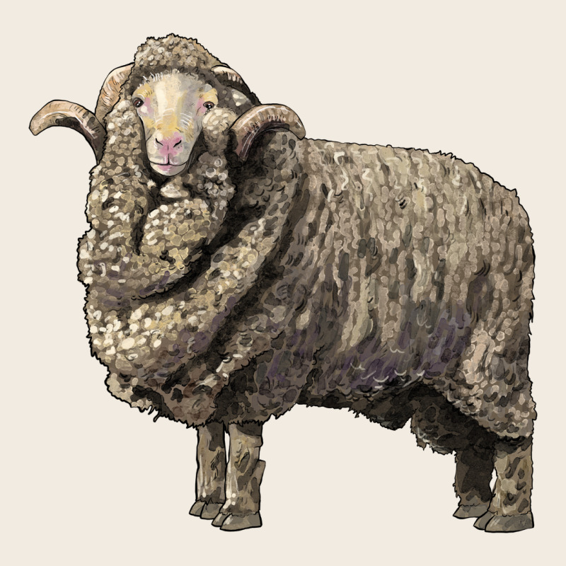 Merino Wool Sheep Premium Sweatshirt by LillyAllenDesigns | Teevron