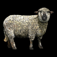 Hampshire Sheep Premium Sweatshirt | Teevron