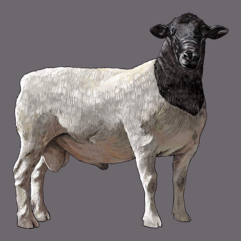 Dorper Sheep Premium Sweatshirt by LillyAllenDesigns | Teevron