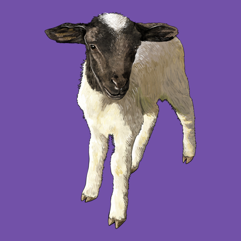 Dorper Baby Sheep Premium Sweatshirt by LillyAllenDesigns | Teevron