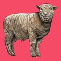 Southdown Sheep Premium Sweatshirt | Teevron