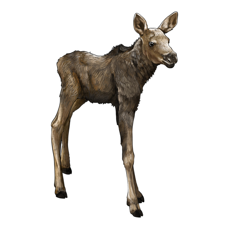 Moose Fawn Deer Premium Sweatshirt by LillyAllenDesigns | Teevron