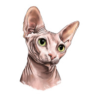 Sphynx Cat | Teevron