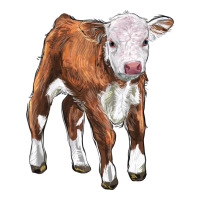 hereford calf | Teevron
