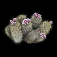 Cob Beehive Cactus Premium Sweatshirt | Teevron