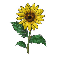 Sunray yellow sunflower | Teevron