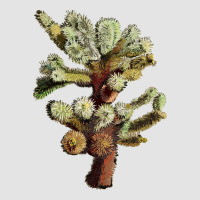 Cholla Tree Cactus Premium Sweatshirt | Teevron