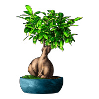 Ficus Ginsenge | Teevron