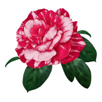 neil diamond rose | Teevron