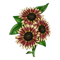 strawberry blonde sunflower | Teevron