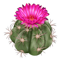 eagle claws cactus | Teevron