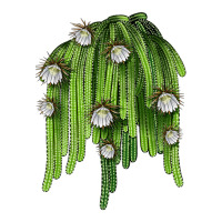 Selenicereus Cactus | Teevron