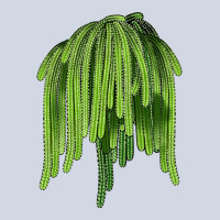 Selenicereus Cactus Premium Sweatshirt | Teevron