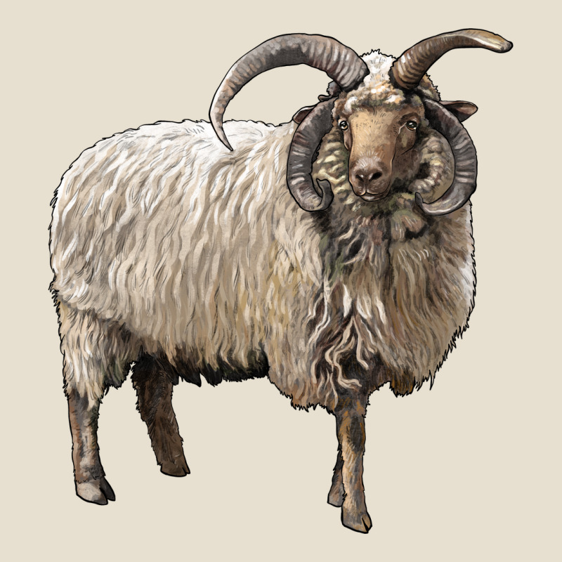 Navajo Churro Sheep Urban Hoodie by LillyAllenDesigns | Teevron