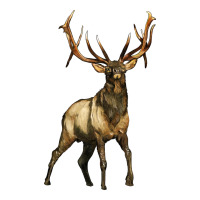 elk deer | Teevron