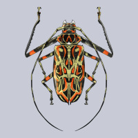 Acrocinus Beetle Illustrations Heavyweight Hoodie | Teevron