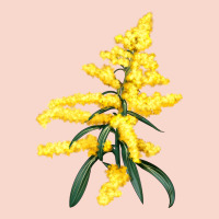 Botanical Goldenrod Illustrations Urban Hoodie | Teevron