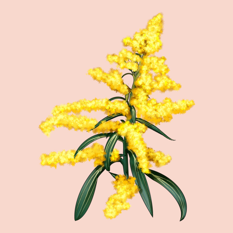 Botanical Goldenrod Illustrations Urban Hoodie by LillyAllenDesigns | Teevron