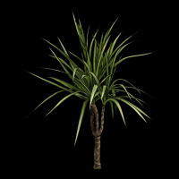 Dracaena Marginata Urban Hoodie | Teevron