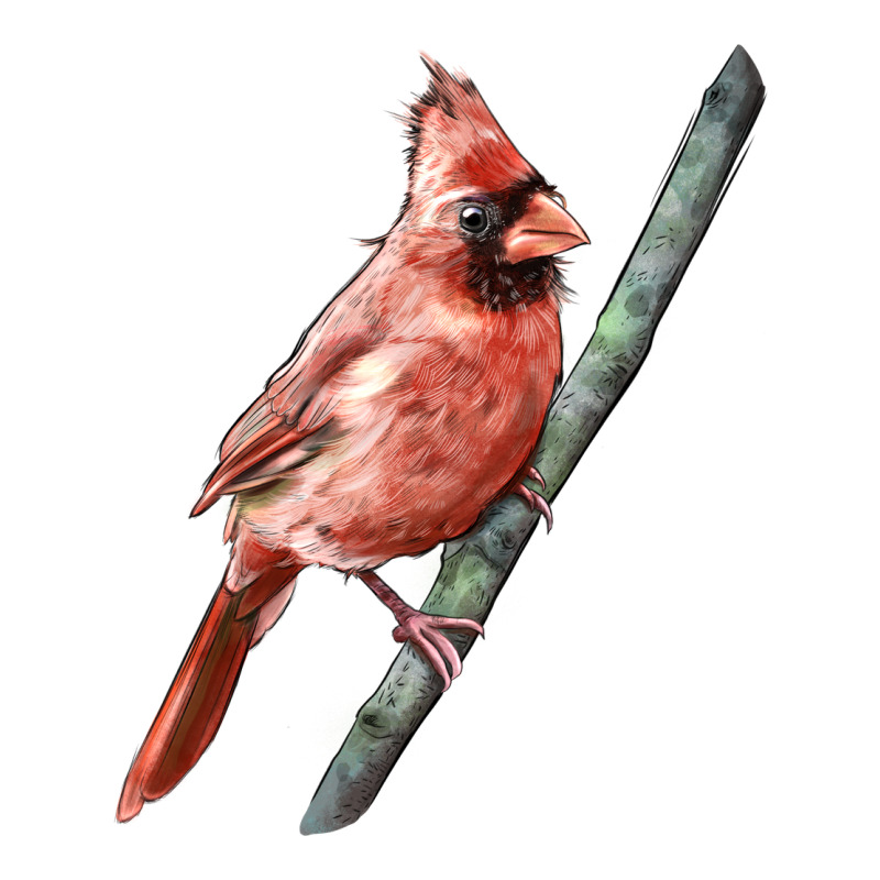 Northern Cardinal Bird Premium Sweatshirt by LillyAllenDesigns | Teevron