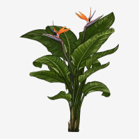 The Bird Of Paradise Urban Hoodie | Teevron