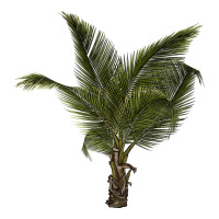 palm tree | Teevron