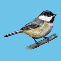 Black Capped Chickadee Premium Sweatshirt | Teevron