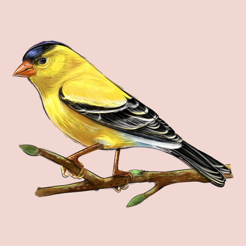 American Goldfinch Premium Sweatshirt by LillyAllenDesigns | Teevron