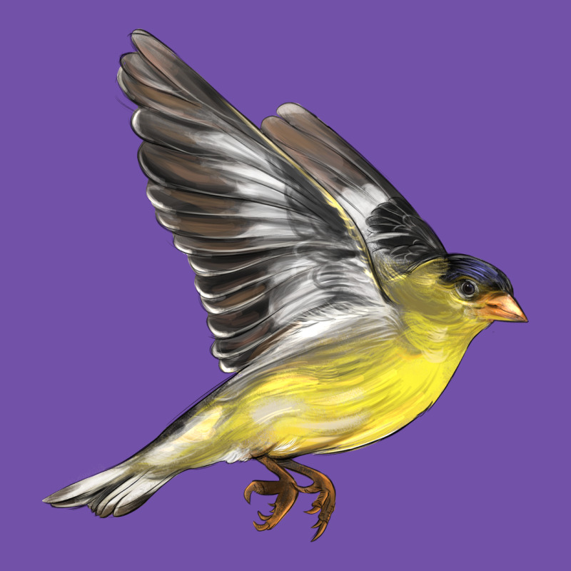 Flying American Goldfinch Premium Sweatshirt by LillyAllenDesigns | Teevron