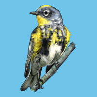 Yellow Rumped Warbler Premium Sweatshirt | Teevron