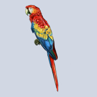 Scarlet Macaw Parrot Premium Sweatshirt | Teevron