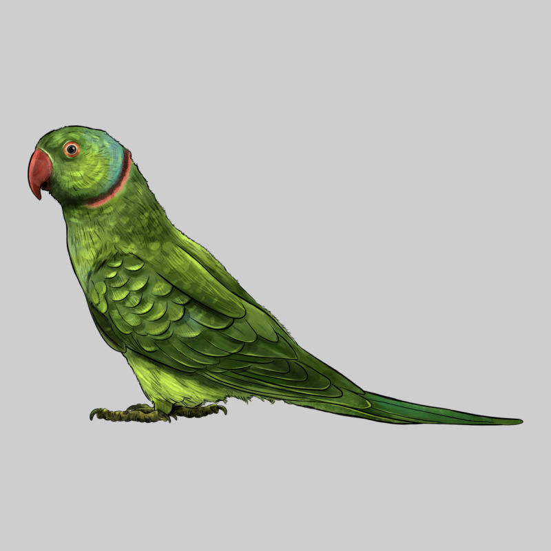 Ring Necked Parakeet Premium Sweatshirt by LillyAllenDesigns | Teevron