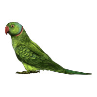 Ring Necked Parakeet | Teevron
