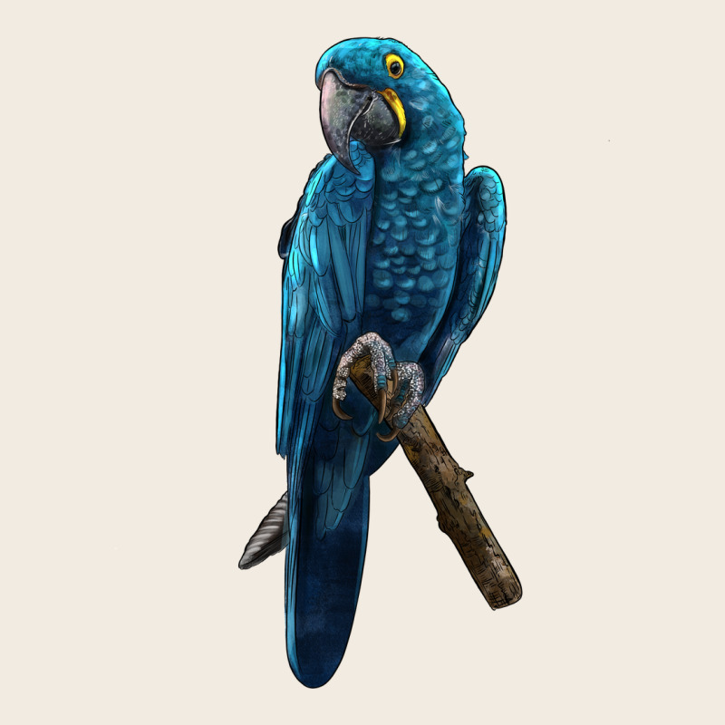 Hyacinth Macaw Premium Sweatshirt by LillyAllenDesigns | Teevron