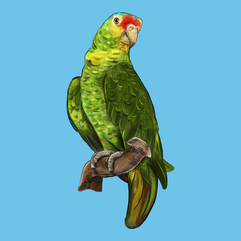 New Zealand Paraket Parrot Premium Sweatshirt by LillyAllenDesigns | Teevron