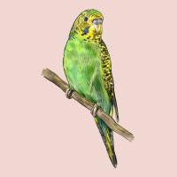 Budgeriar Bird Parrot Premium Sweatshirt | Teevron