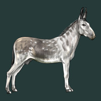 Andalusian Donkey Premium Sweatshirt | Teevron