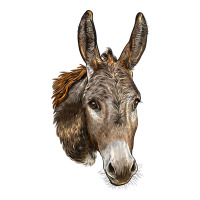 Andalusian Donkey Face | Teevron