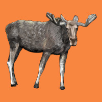 Moose Buck Deer Premium Sweatshirt | Teevron