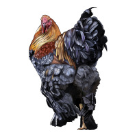 Brahma Rooster | Teevron