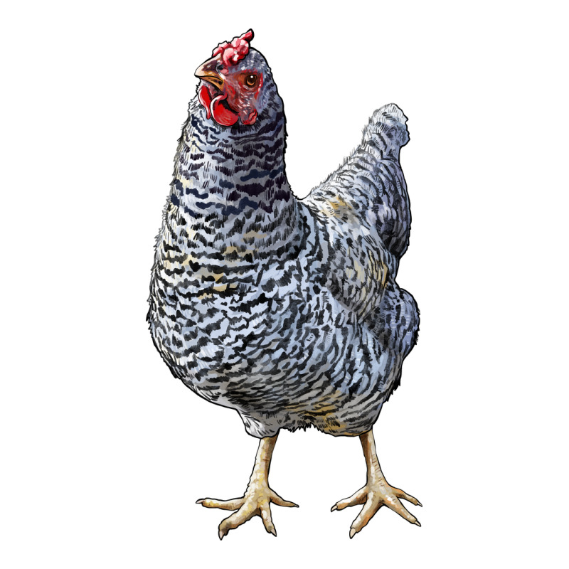 Dominique Chicken Premium Sweatshirt by LillyAllenDesigns | Teevron