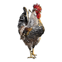 cream legbar rooster | Teevron