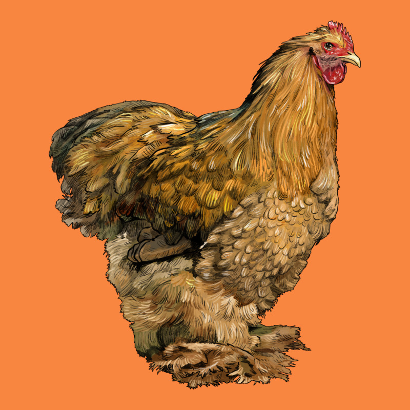 Cochin Chicken Premium Sweatshirt by LillyAllenDesigns | Teevron